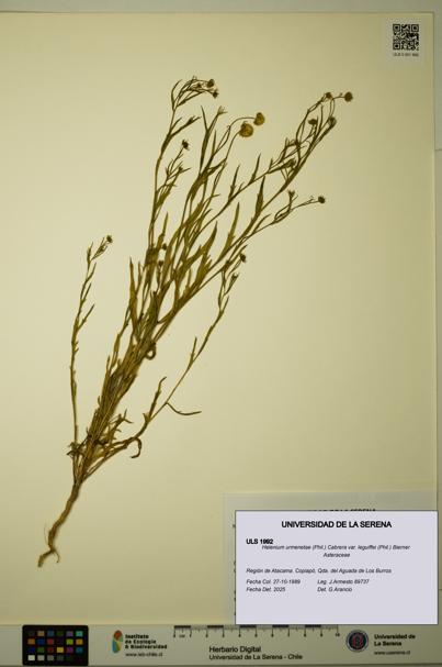 Helenium urmenetae var. leguiffei [Espécimen: ULS:ULS:0001992]