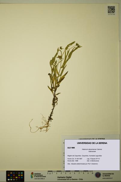 Helenium atacamense [Espécimen: ULS:ULS:0001993]