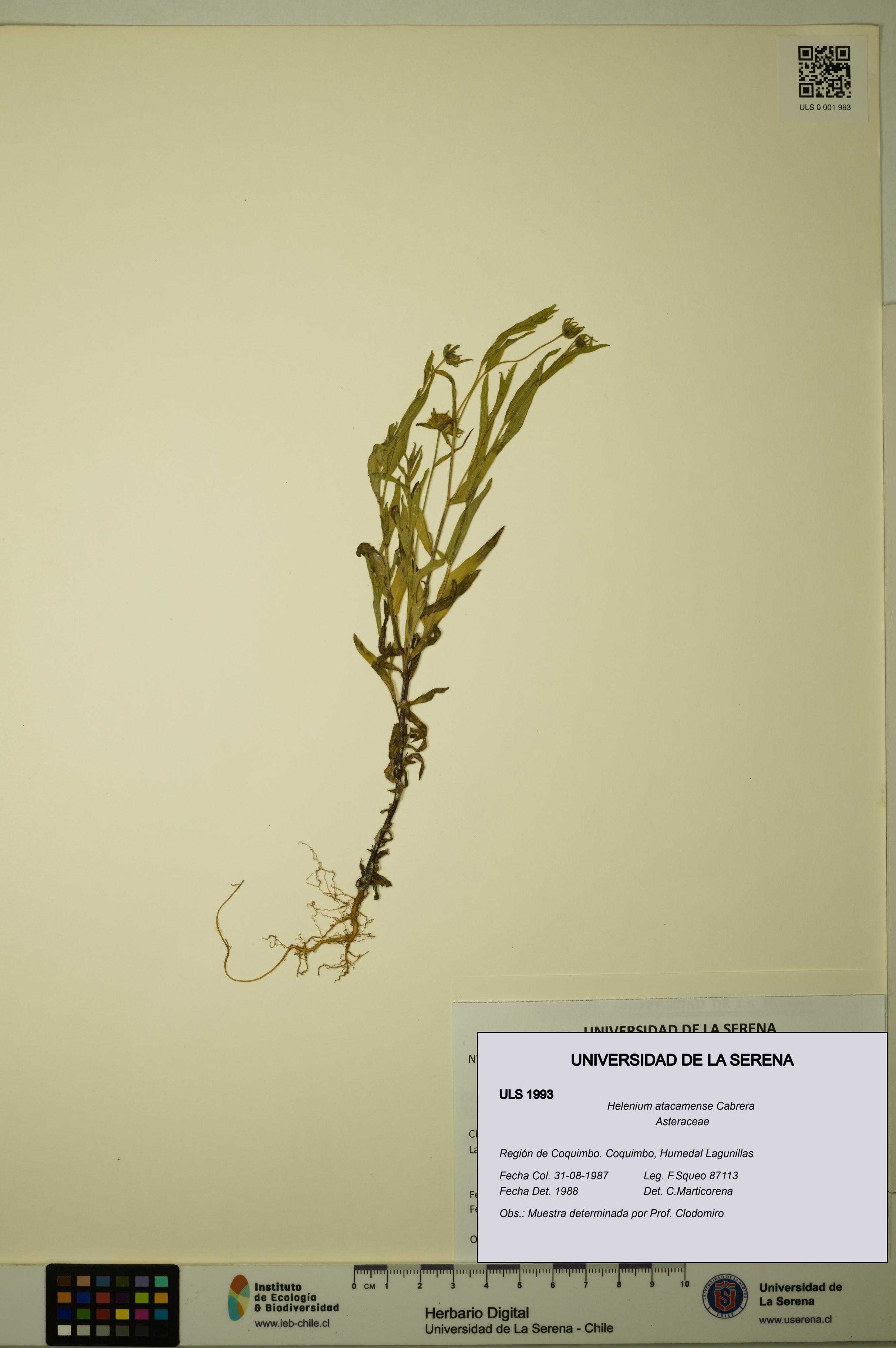 Helenium atacamense [Espécimen: ULS:ULS:0001993]