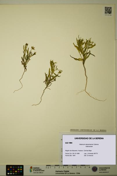 Helenium atacamense [Espécimen: ULS:ULS:0001994]