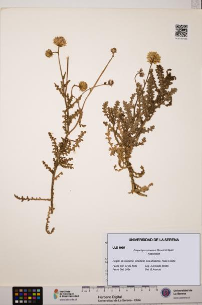 Polyachyrus cinereus [Espécimen: ULS:ULS:0001995]