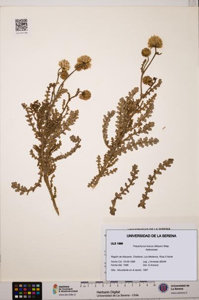 Polyachyrus fuscus [Espécimen: ULS:ULS:0001996]