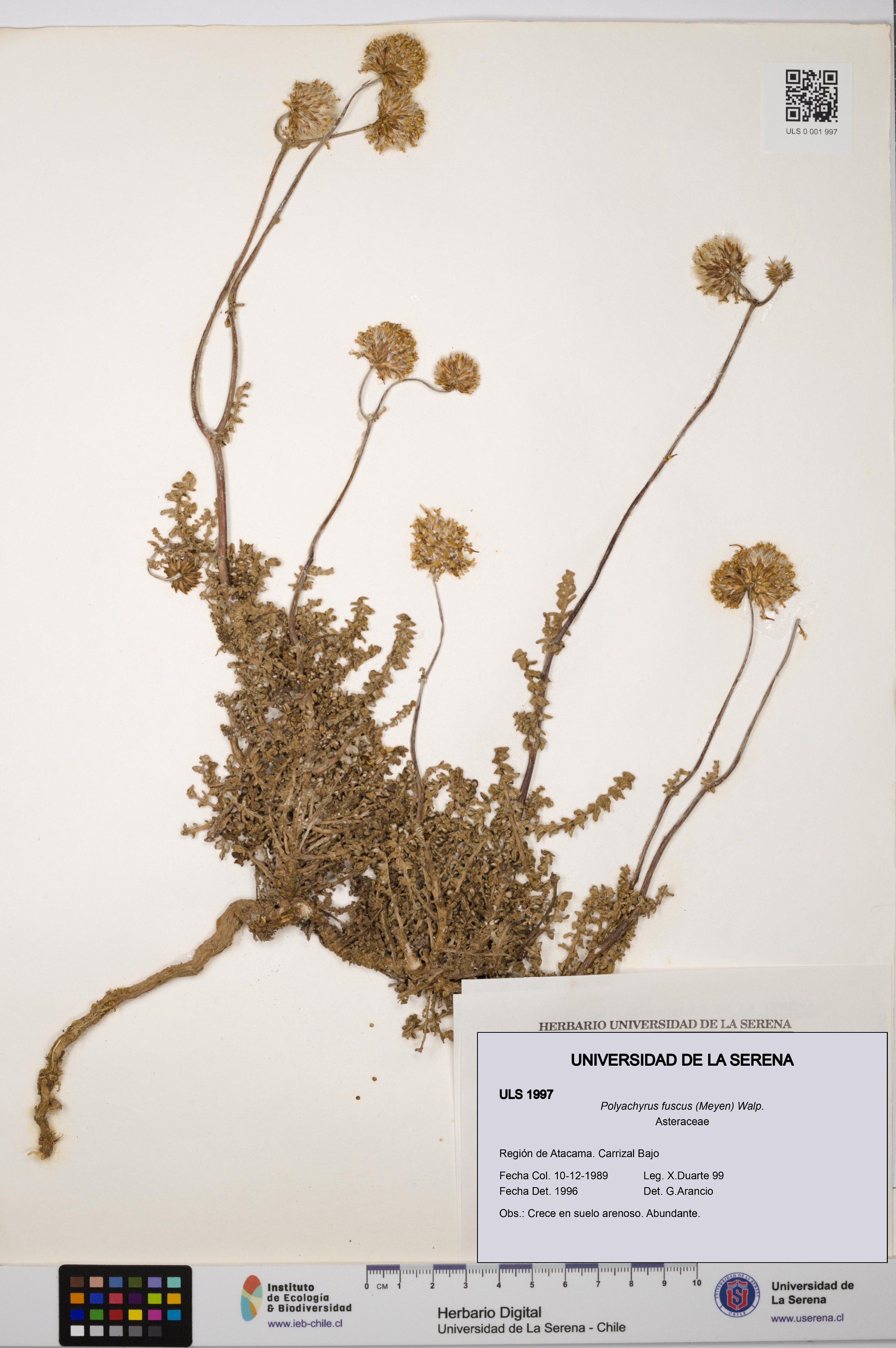 Polyachyrus fuscus [Espécimen: ULS:ULS:0001997]