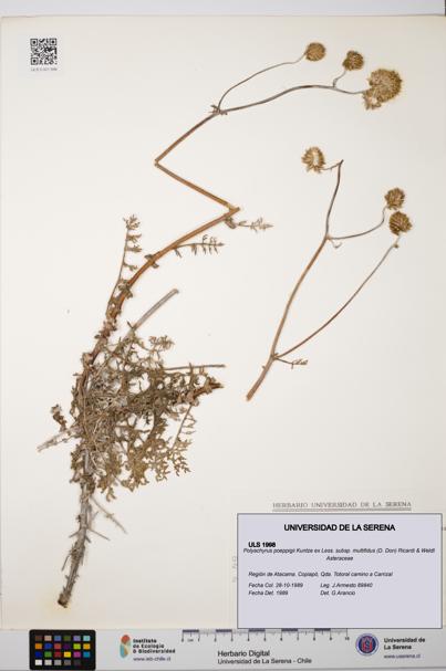 ULS:ULS:0001998