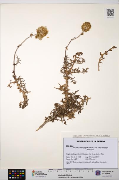 Polyachyrus poeppigii [Espécimen: ULS:ULS:0002001]