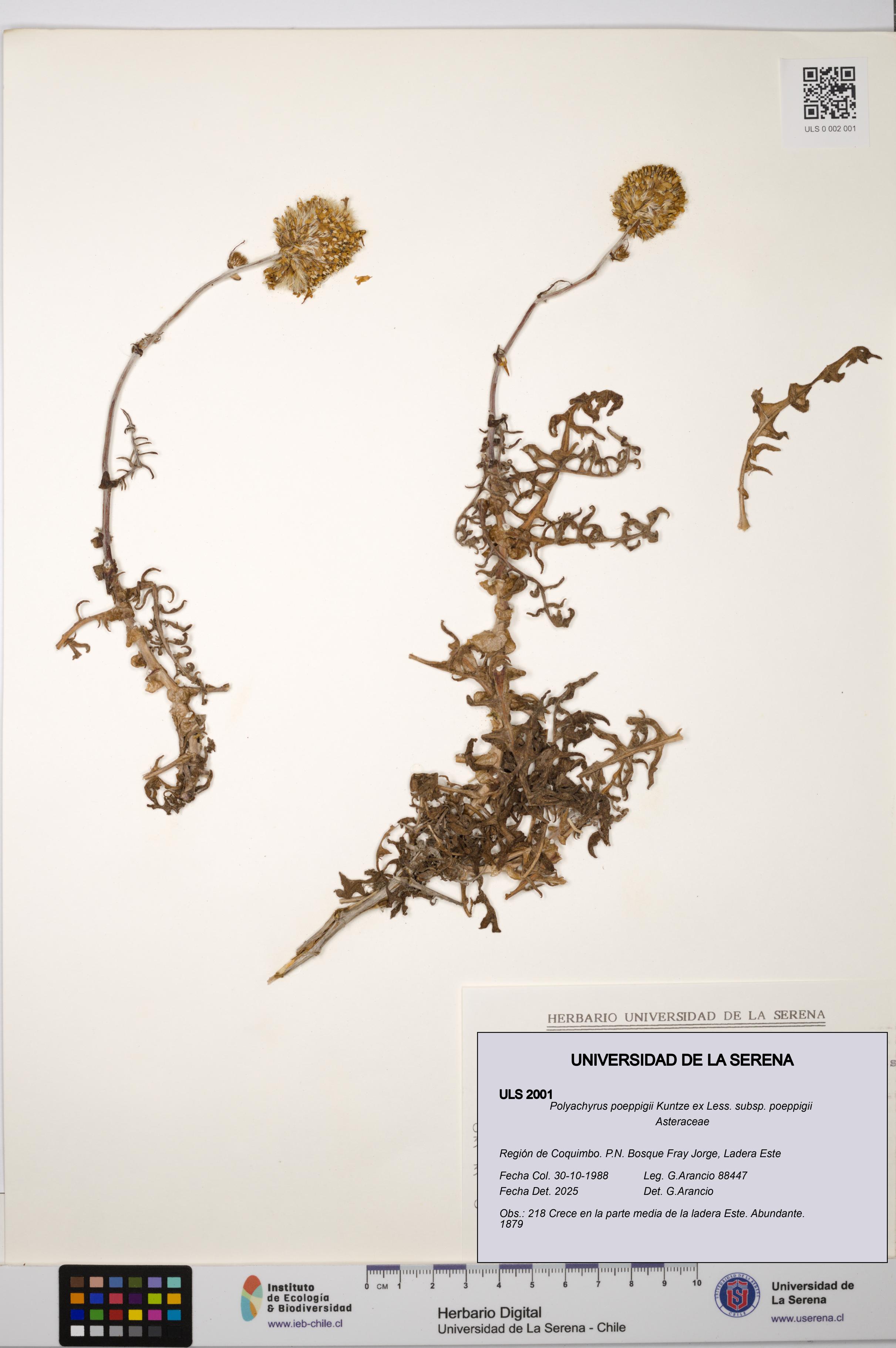 Polyachyrus poeppigii [Espécimen: ULS:ULS:0002001]