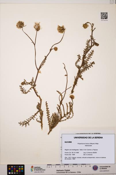 Polyachyrus fuscus [Espécimen: ULS:ULS:0002002]