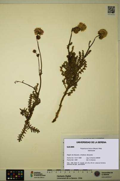 Polyachyrus fuscus [Espécimen: ULS:ULS:0002003]