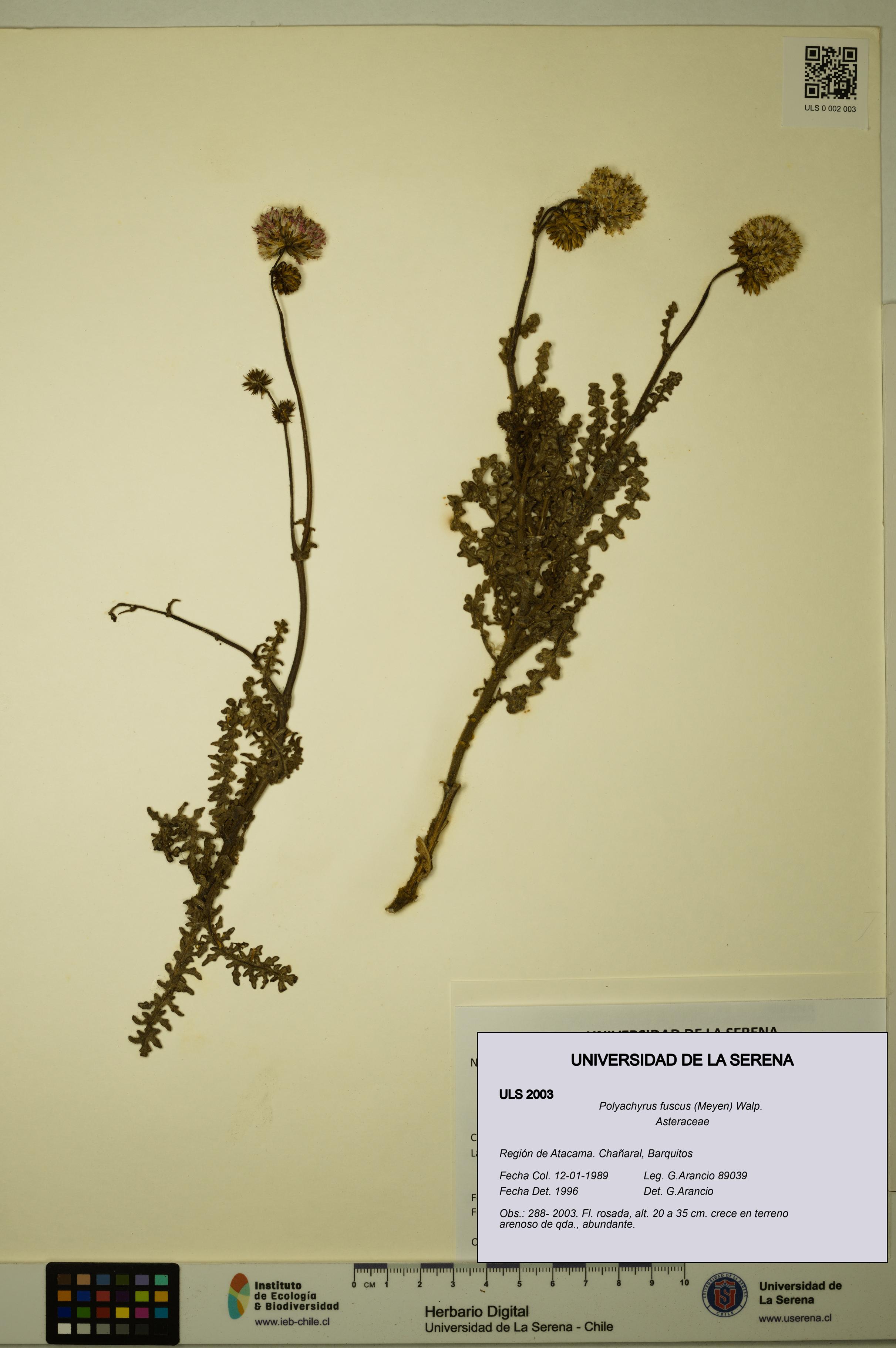 Polyachyrus fuscus [Espécimen: ULS:ULS:0002003]