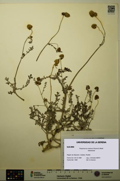 Polyachyrus cinereus [Espécimen: ULS:ULS:0002004]