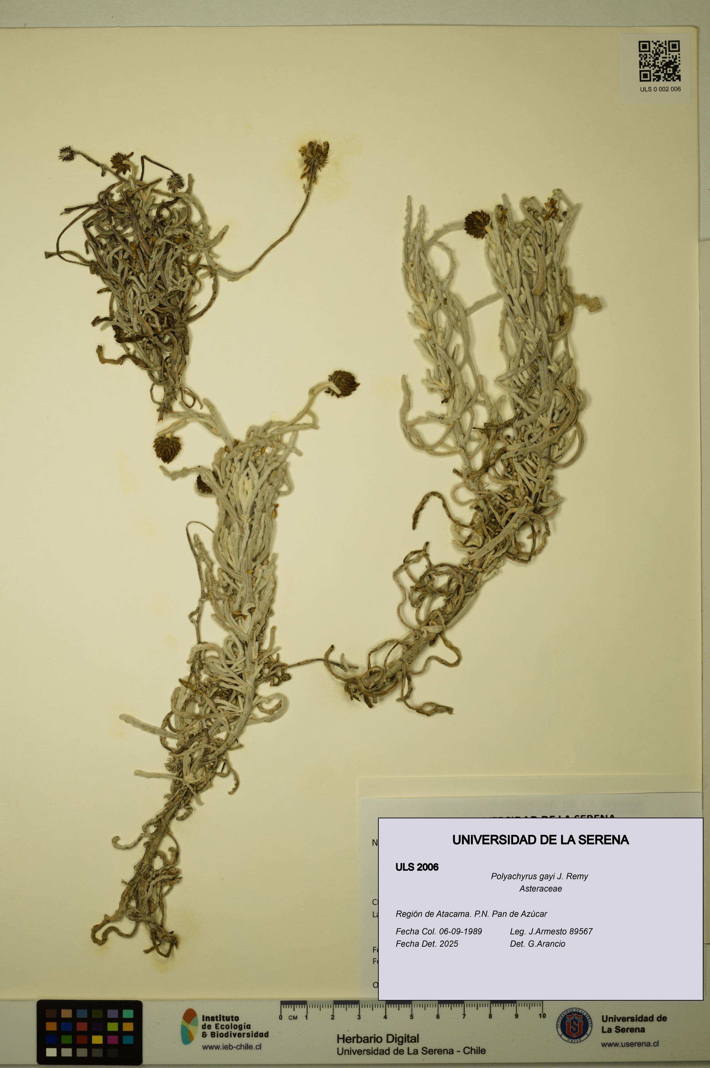 Polyachyrus gayi [Espécimen: ULS:ULS:0002006]