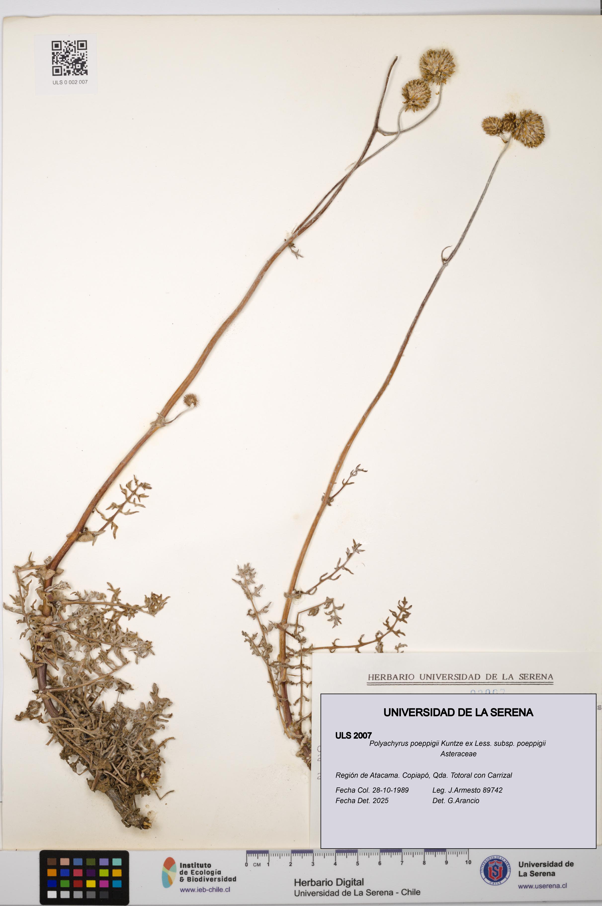 Polyachyrus poeppigii [Espécimen: ULS:ULS:0002007]