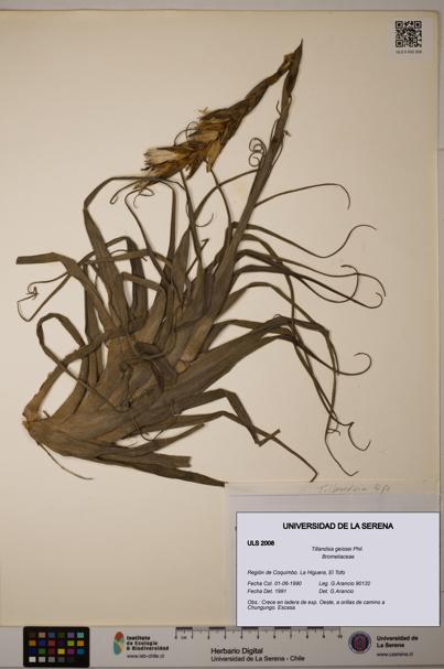 Tillandsia geissei [Espécimen: ULS:ULS:0002008]