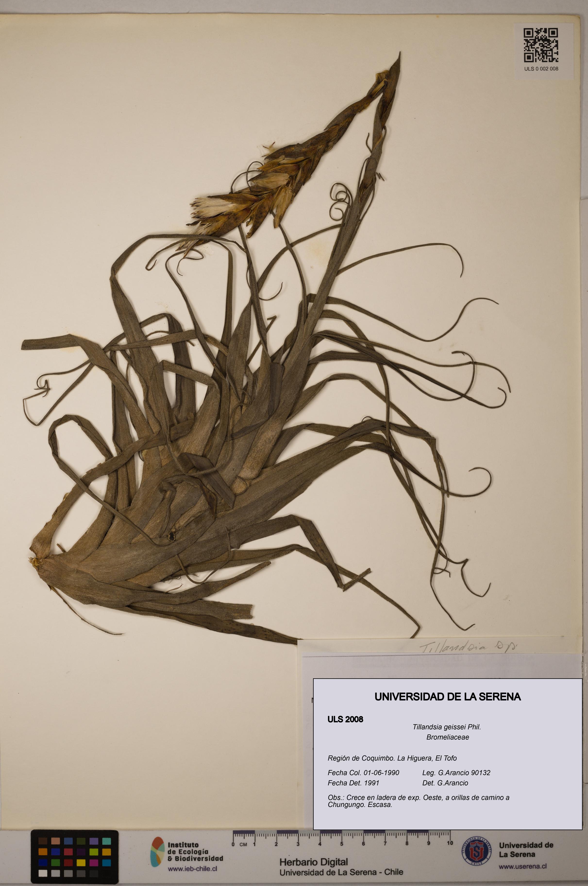 Tillandsia geissei [Espécimen: ULS:ULS:0002008]