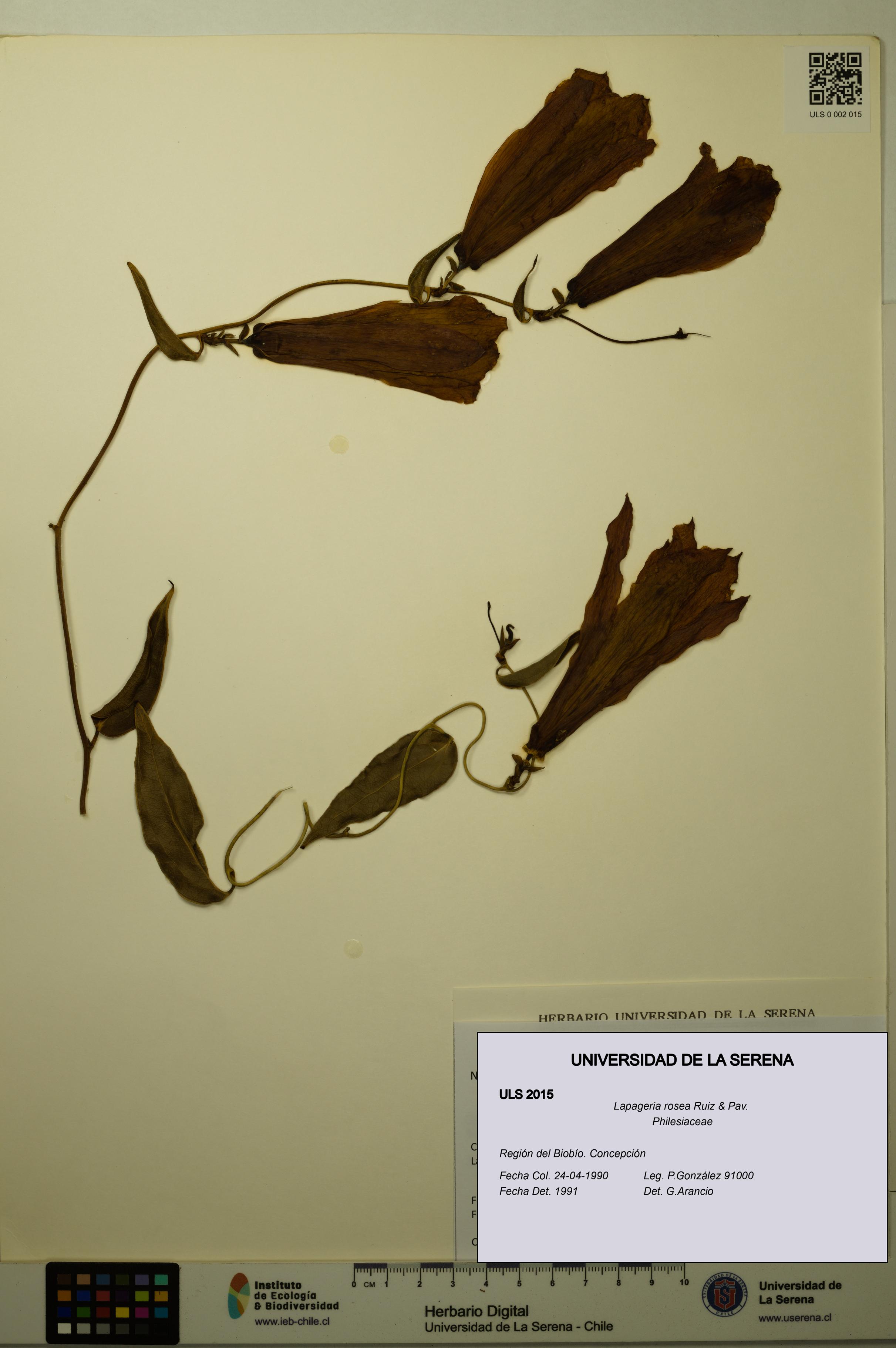 Lapageria rosea [Espécimen: ULS:ULS:0002015]