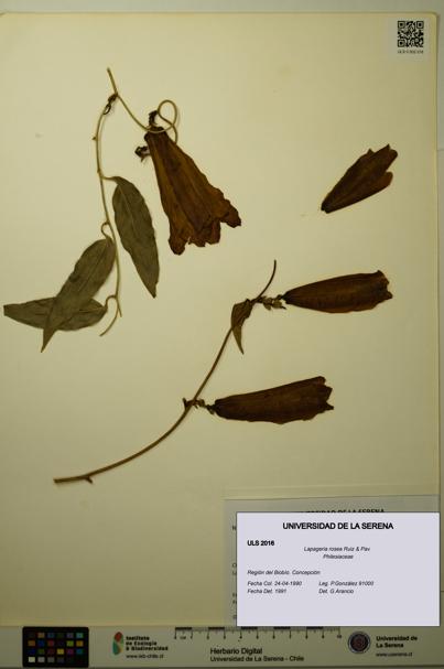 Lapageria rosea [Espécimen: ULS:ULS:0002016]