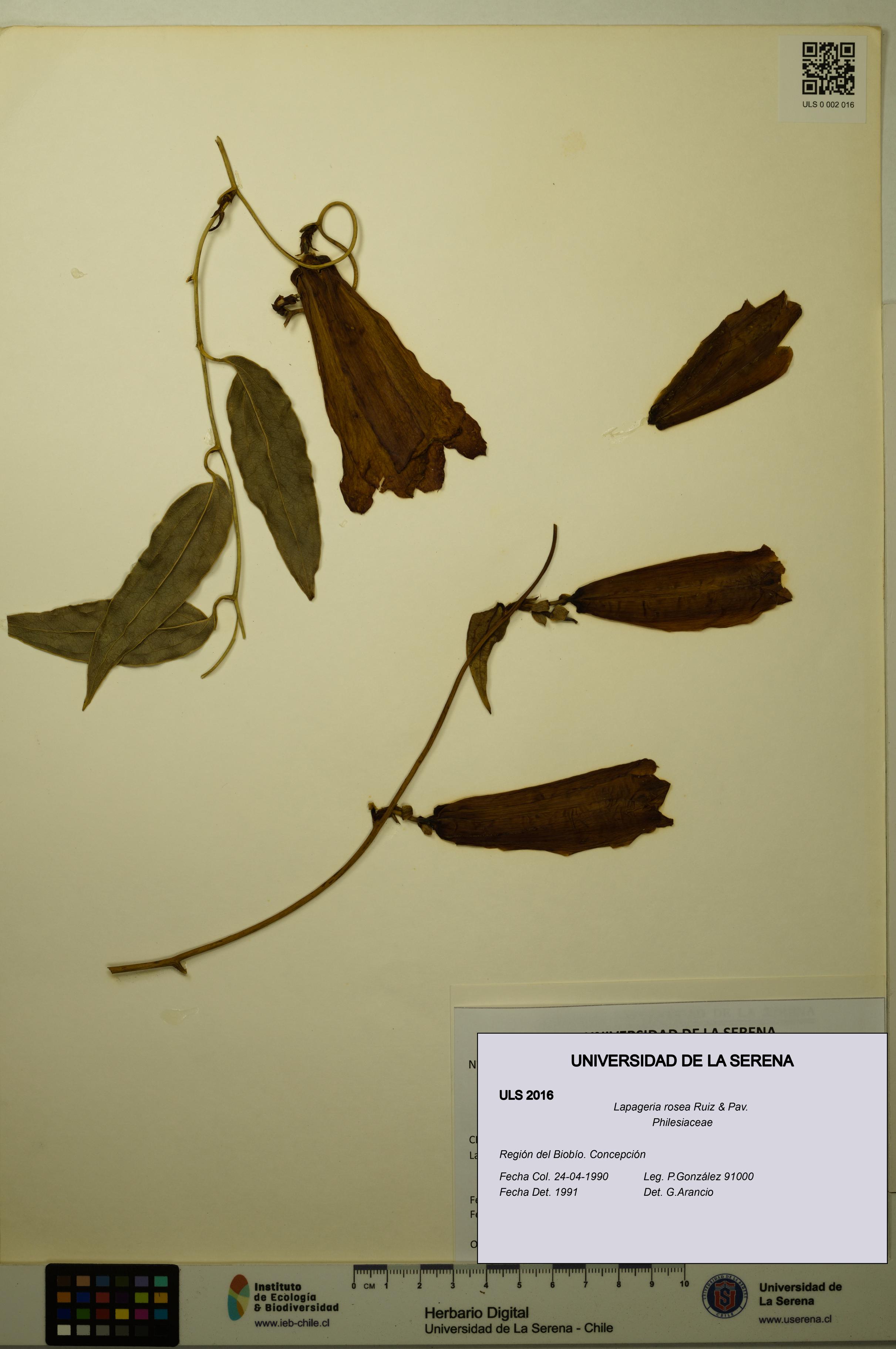 Lapageria rosea [Espécimen: ULS:ULS:0002016]