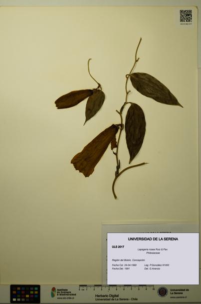 Lapageria rosea [Espécimen: ULS:ULS:0002017]