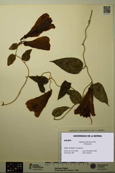 Lapageria rosea [Espécimen: ULS:ULS:0002018]