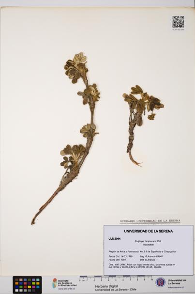 Polylepis tarapacana [Espécimen: ULS:ULS:0002044]