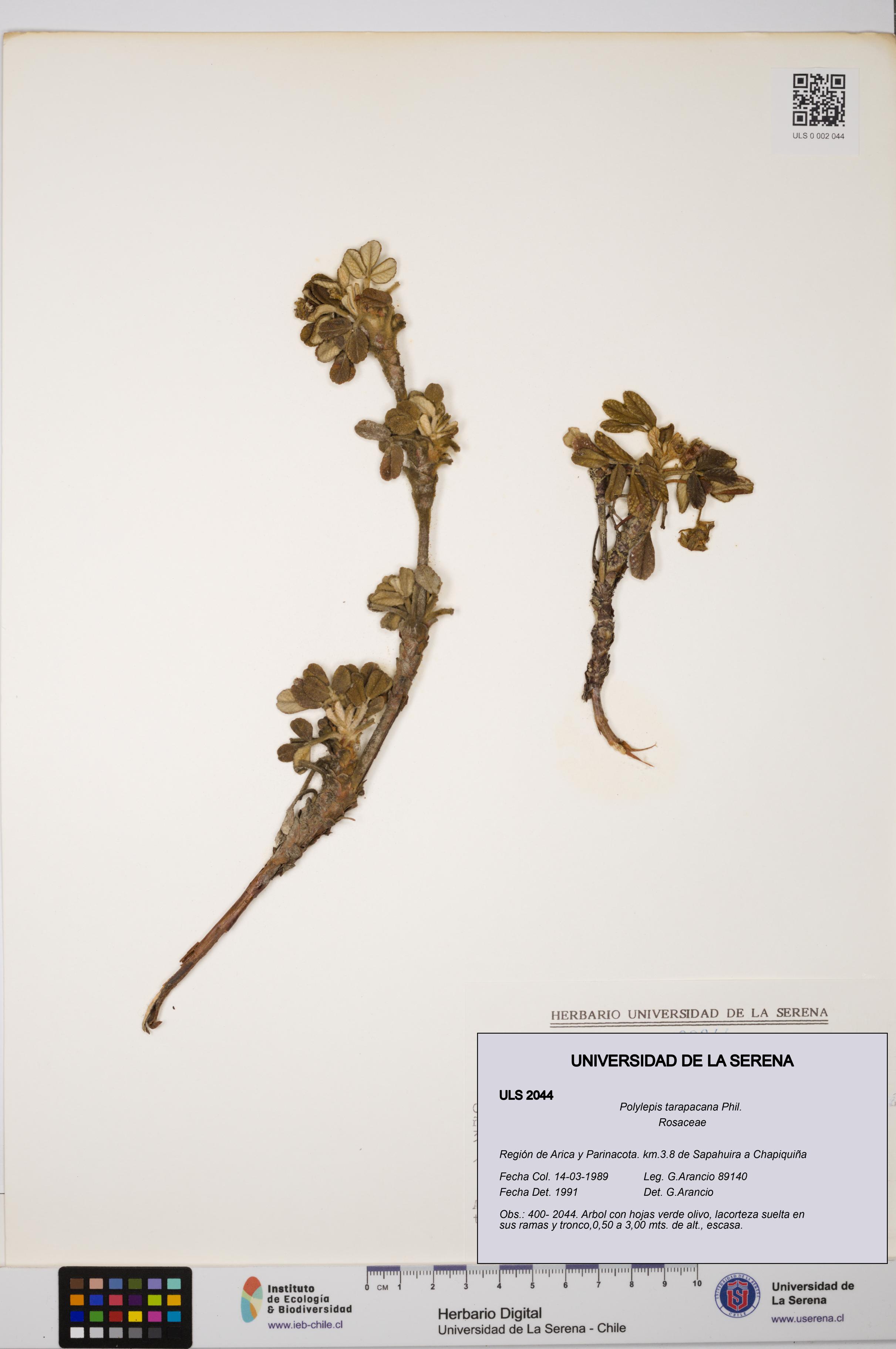 Polylepis tarapacana [Espécimen: ULS:ULS:0002044]