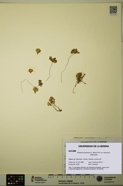 Oriastrum acerosum var. acerosum [Espécimen: ULS:ULS:0002060]