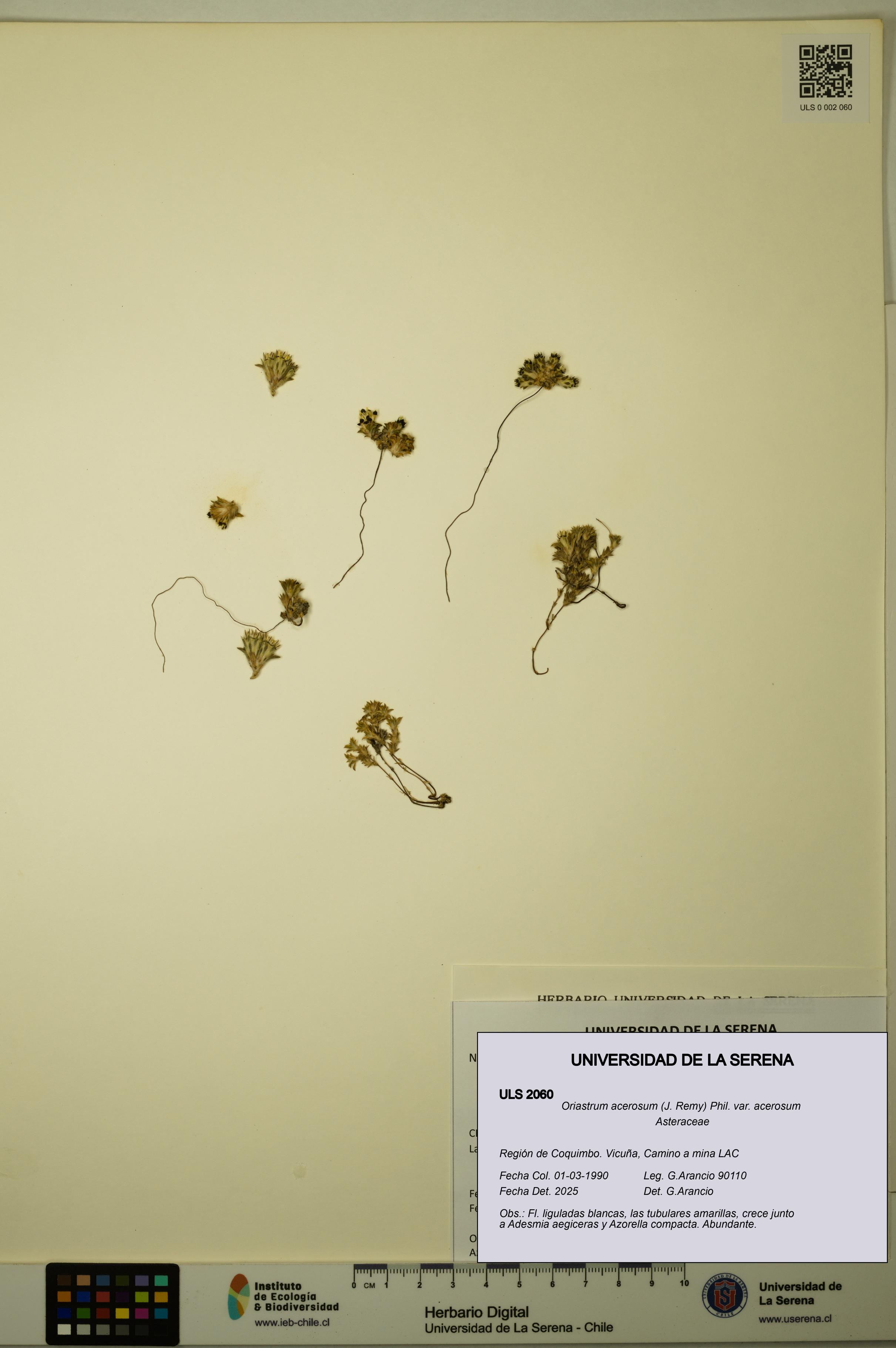 Oriastrum acerosum var. acerosum [Espécimen: ULS:ULS:0002060]