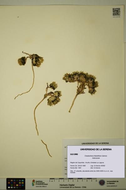 Chaetanthera flabellifolia [Espécimen: ULS:ULS:0002062]