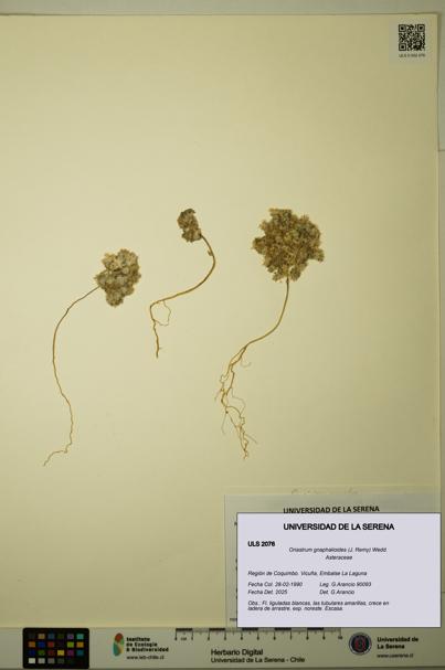 Oriastrum gnaphalioides [Espécimen: ULS:ULS:0002076]