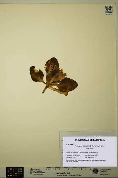 Pachylaena atriplicifolia [Espécimen: ]