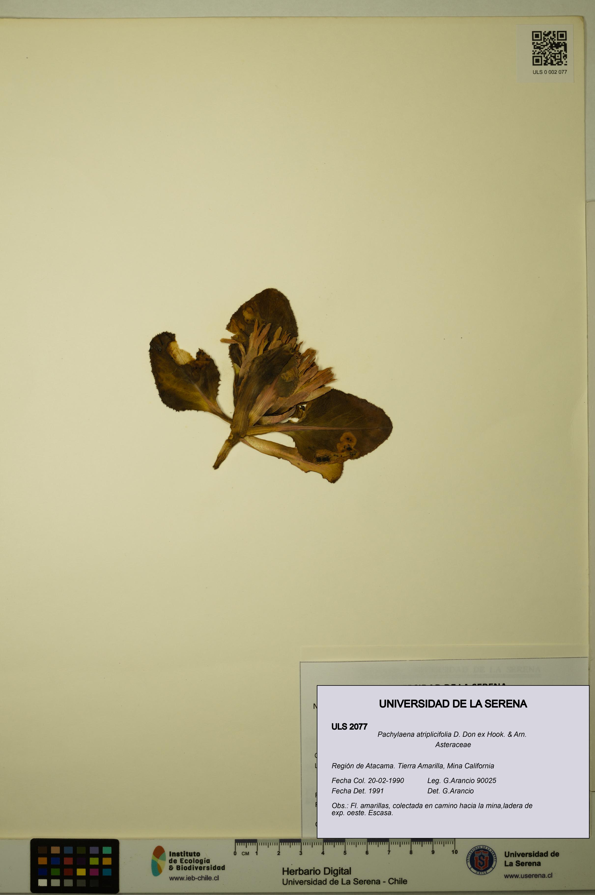 Pachylaena atriplicifolia [Espécimen: ]
