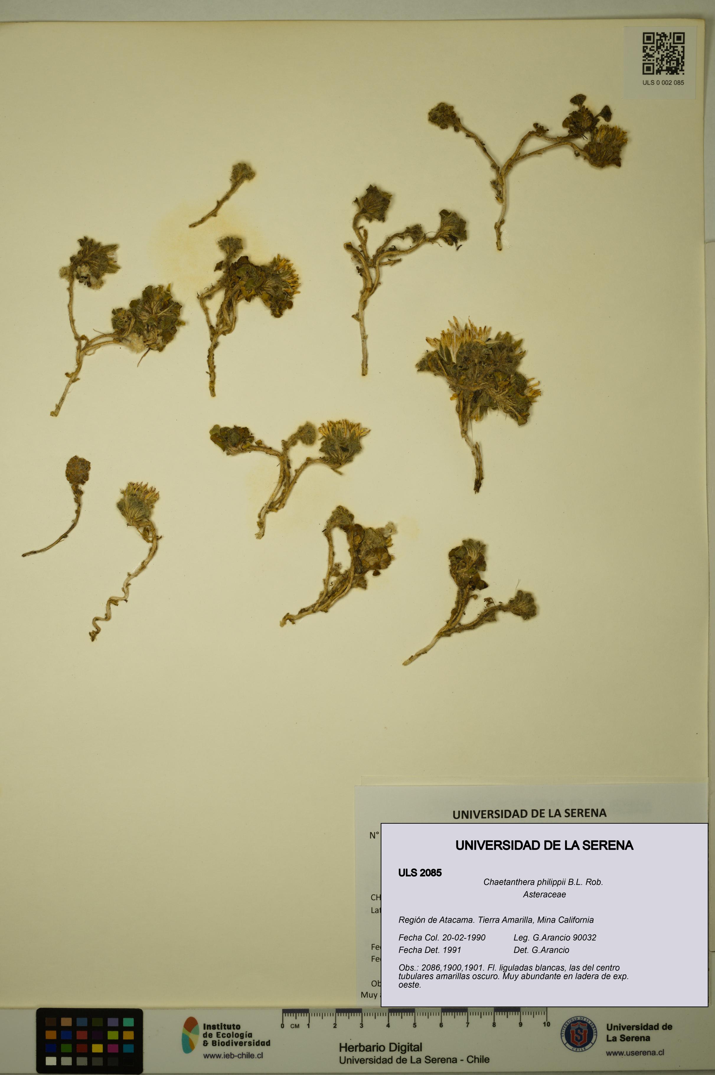 Chaetanthera philippii [Espécimen: ULS:ULS:0002085]