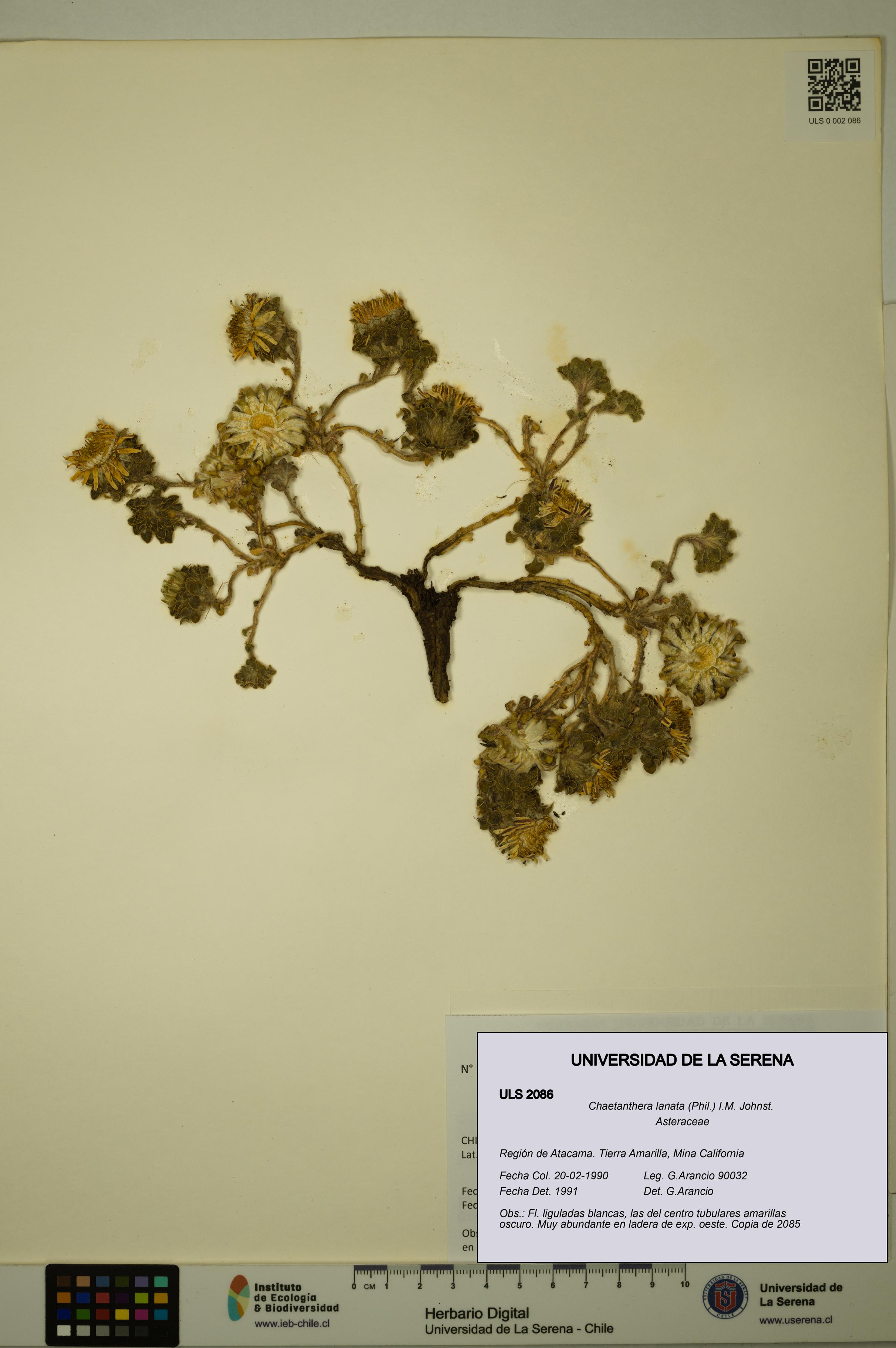 Chaetanthera lanata [Espécimen: ULS:ULS:0002086]