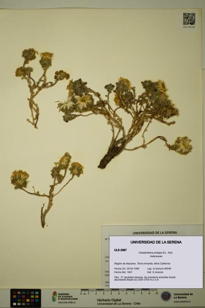 Chaetanthera philippii [Espécimen: ULS:ULS:0002087]