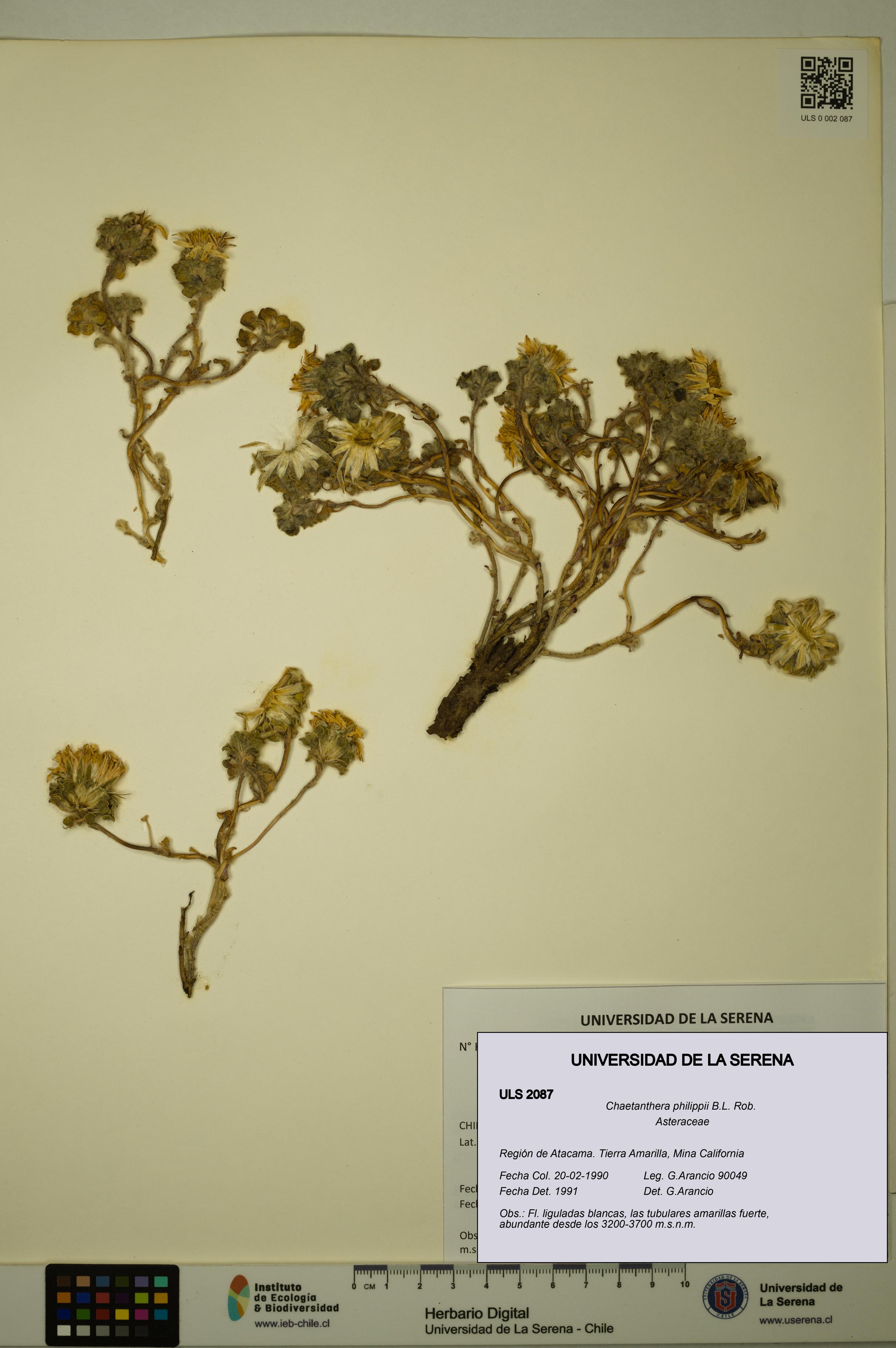 Chaetanthera philippii [Espécimen: ULS:ULS:0002087]