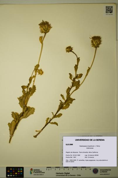 Haplopappus baylahuen [Espécimen: ULS:ULS:0002095]