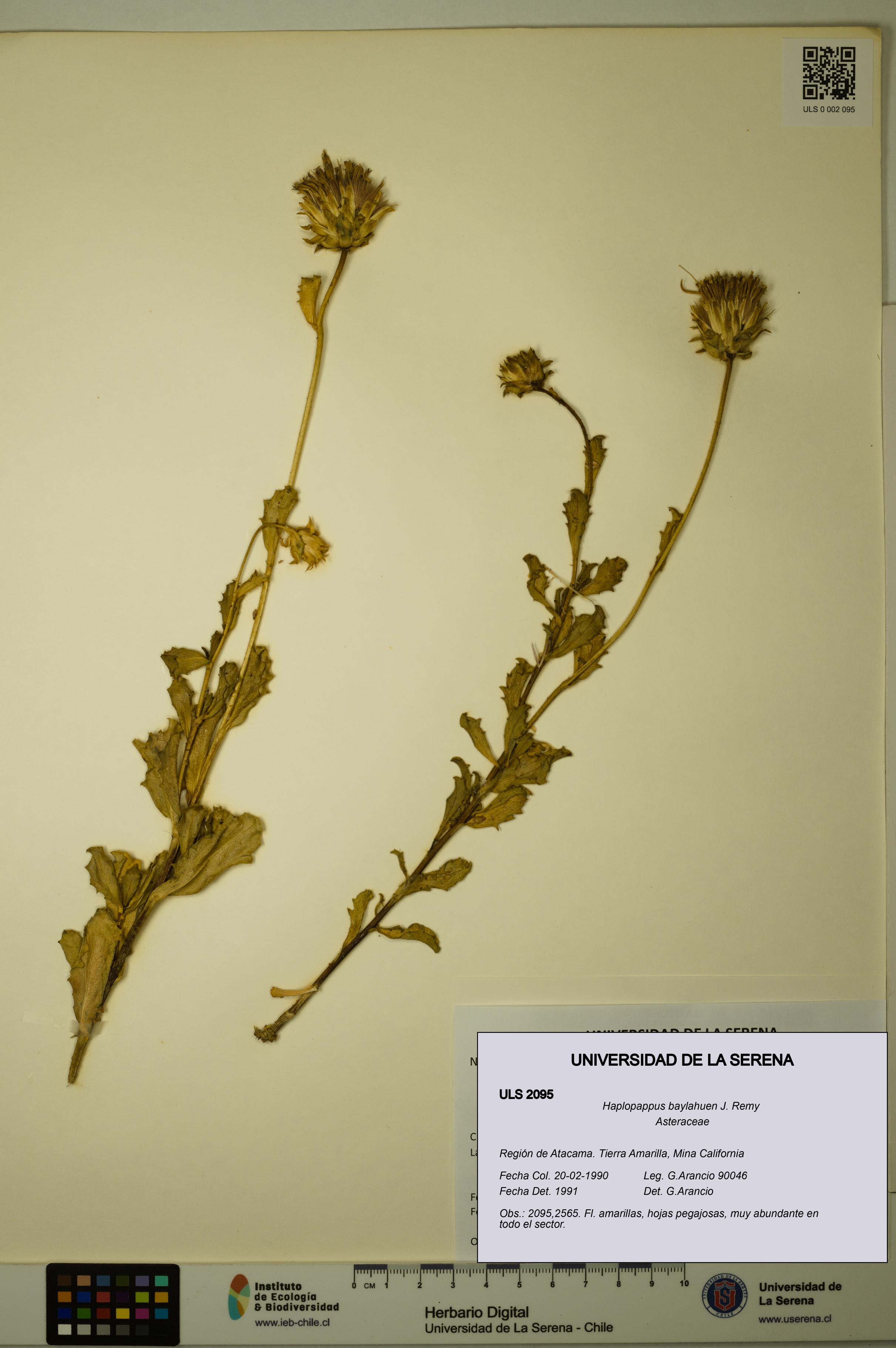 Haplopappus baylahuen [Espécimen: ULS:ULS:0002095]