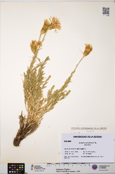Plectocephalus cachinalensis [Espécimen: ULS:ULS:0002096]