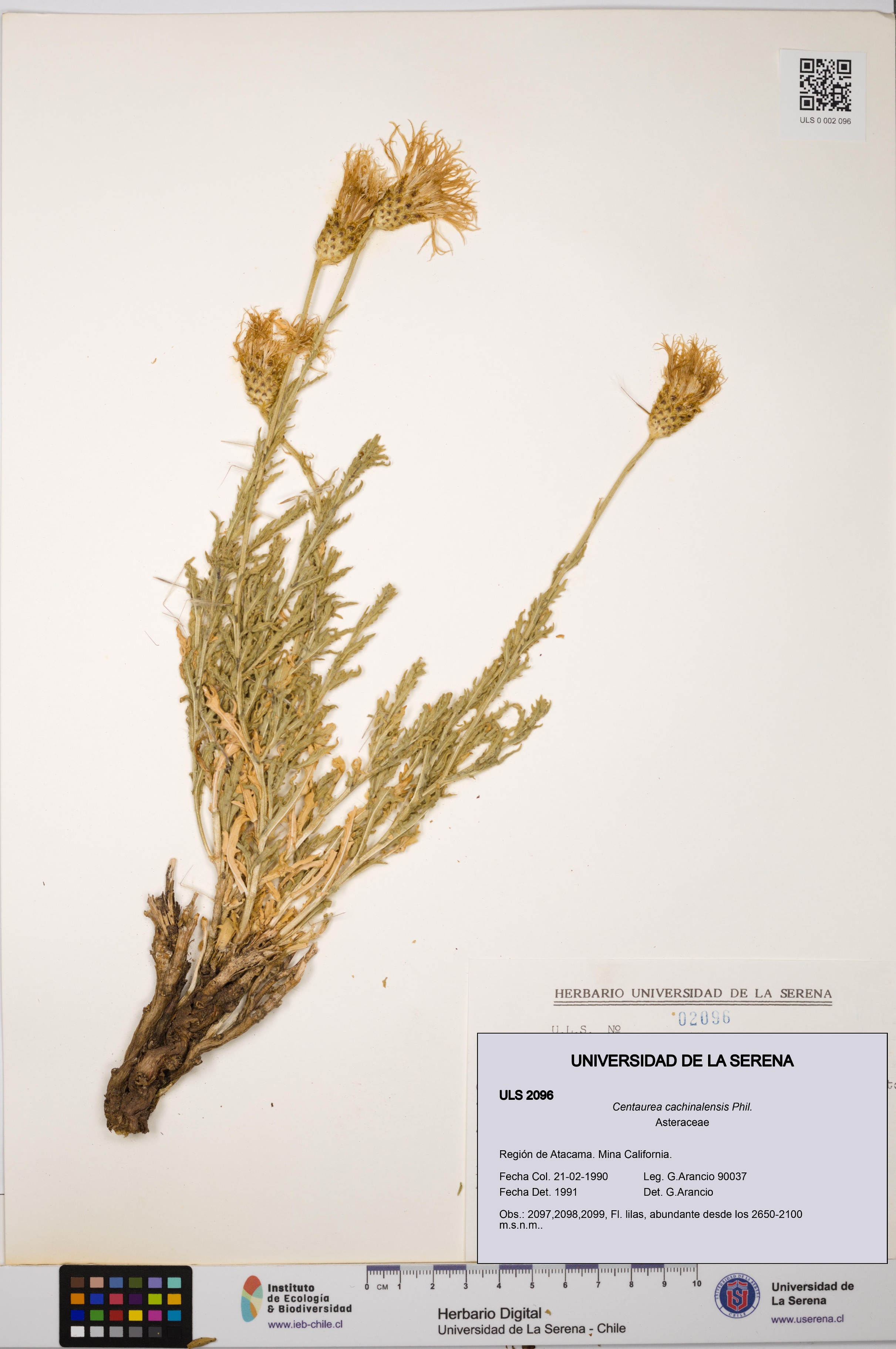 Plectocephalus cachinalensis [Espécimen: ULS:ULS:0002096]