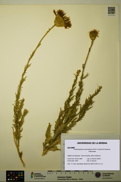Plectocephalus cachinalensis [Espécimen: ULS:ULS:0002097]