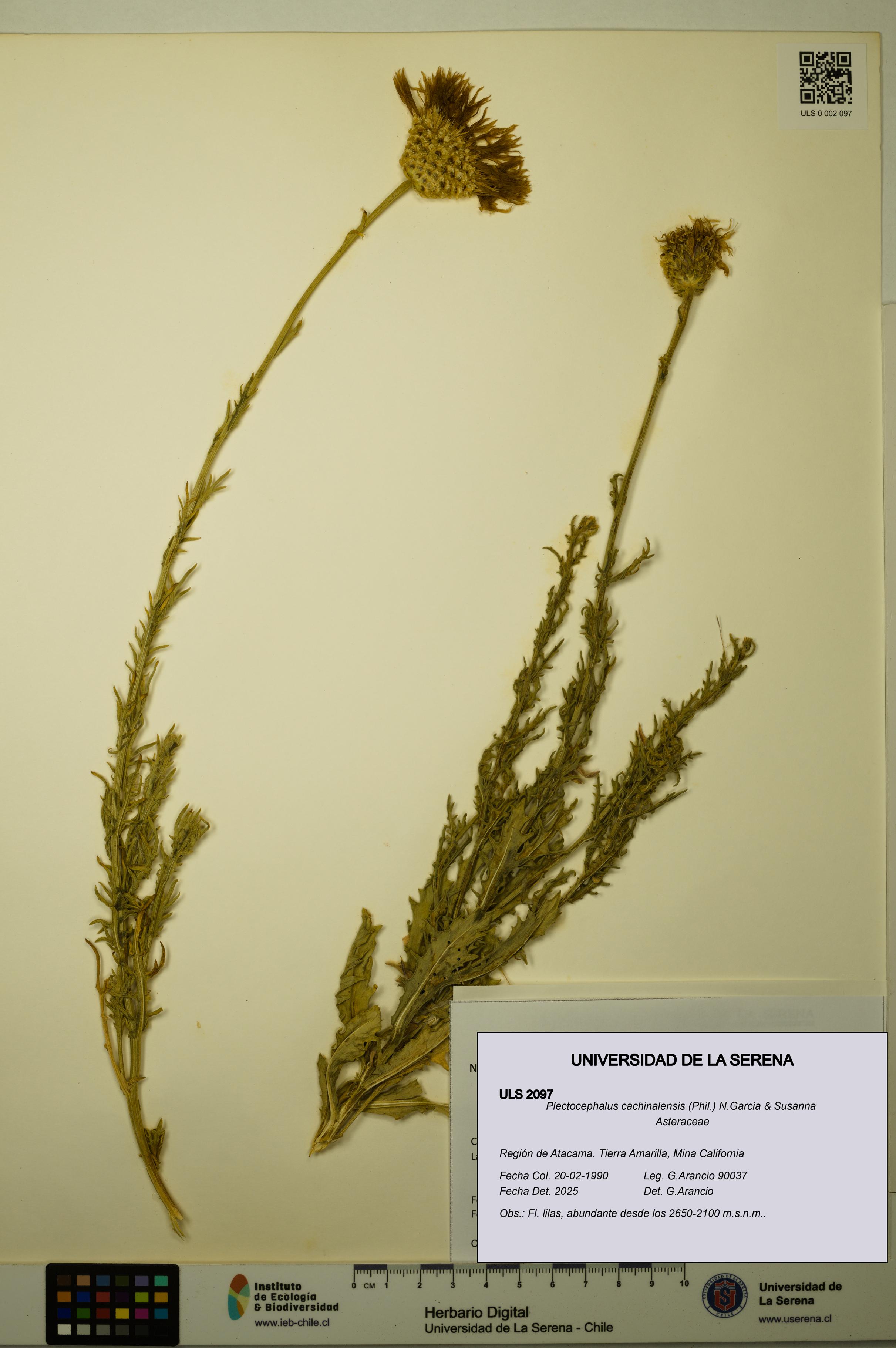 Plectocephalus cachinalensis [Espécimen: ULS:ULS:0002097]