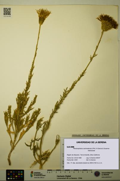 Plectocephalus cachinalensis [Espécimen: ULS:ULS:0002098]