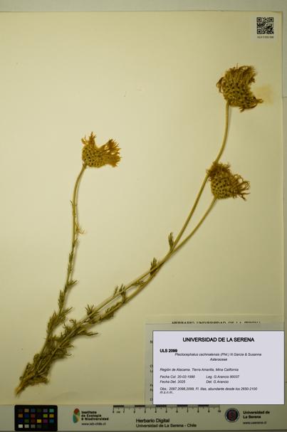 Plectocephalus cachinalensis [Espécimen: ULS:ULS:0002099]
