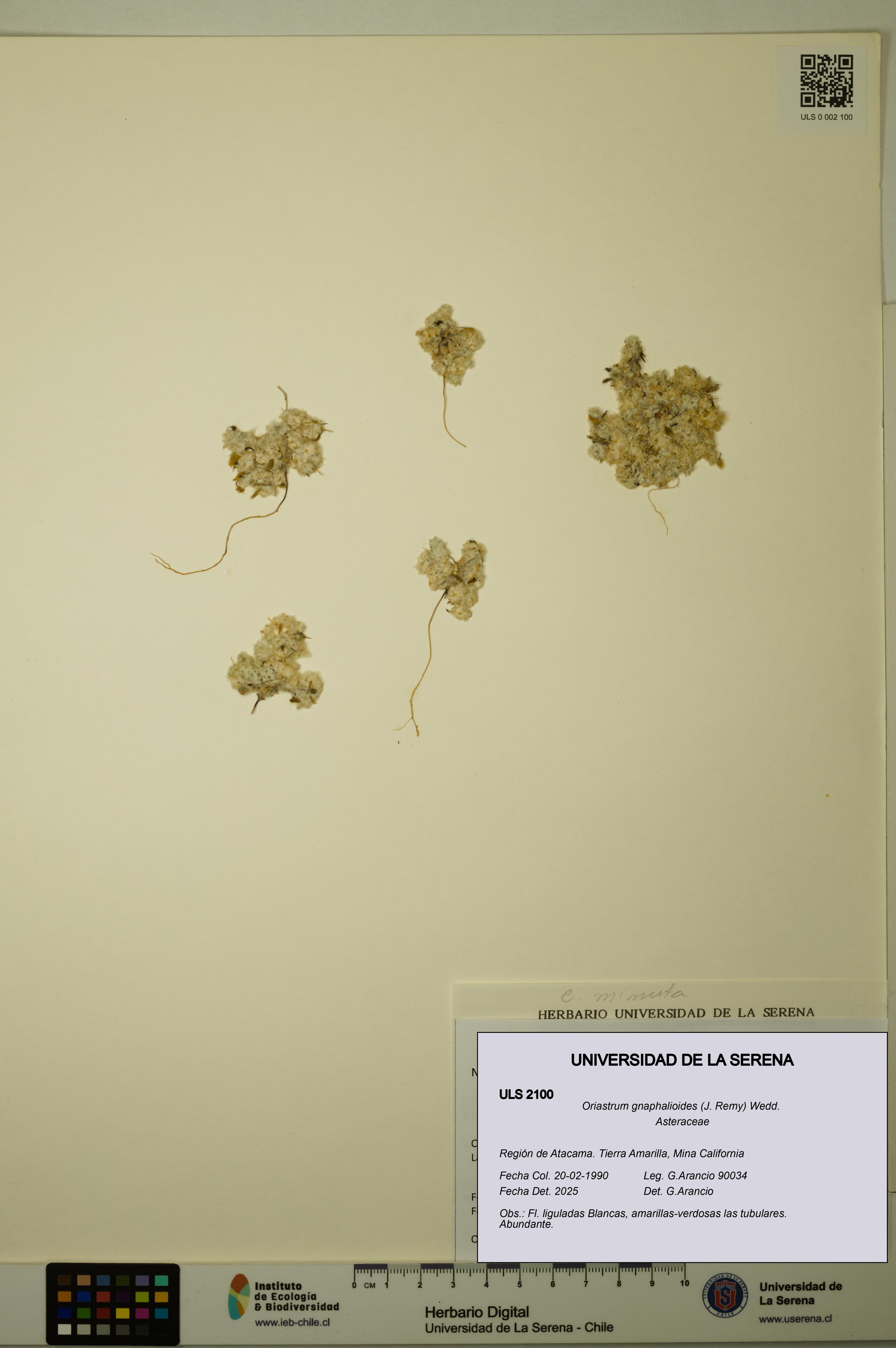 Oriastrum gnaphalioides [Espécimen: ULS:ULS:0002100]