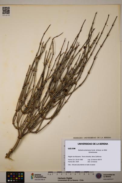 Ephedra americana [Espécimen: ULS:ULS:0002106]