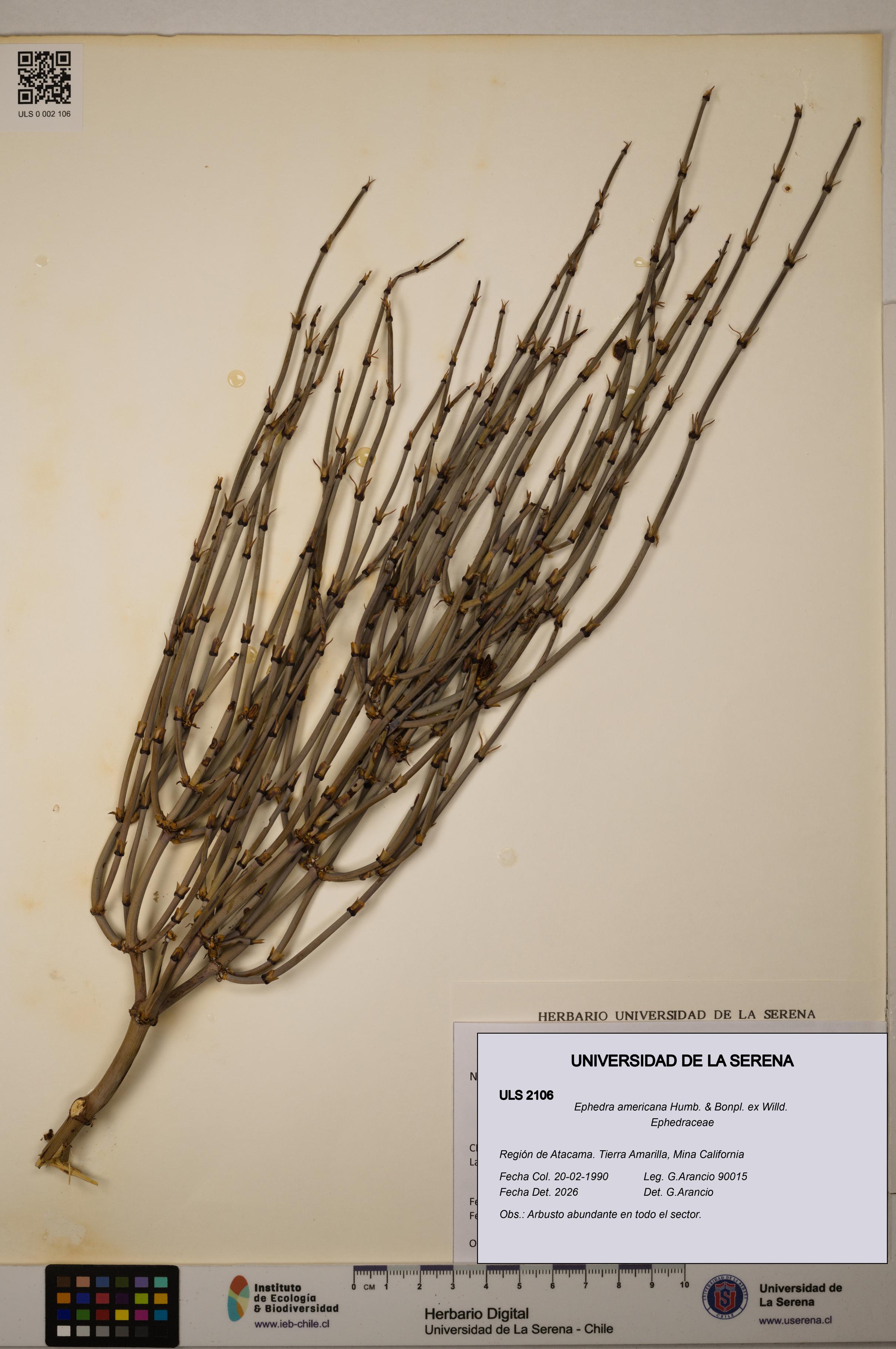 Ephedra americana [Espécimen: ULS:ULS:0002106]