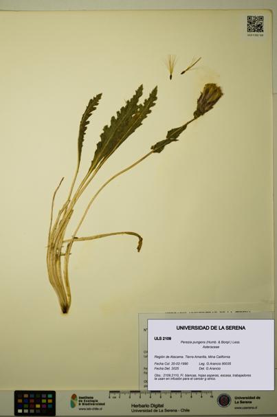 Perezia pungens [Espécimen: ULS:ULS:0002109]