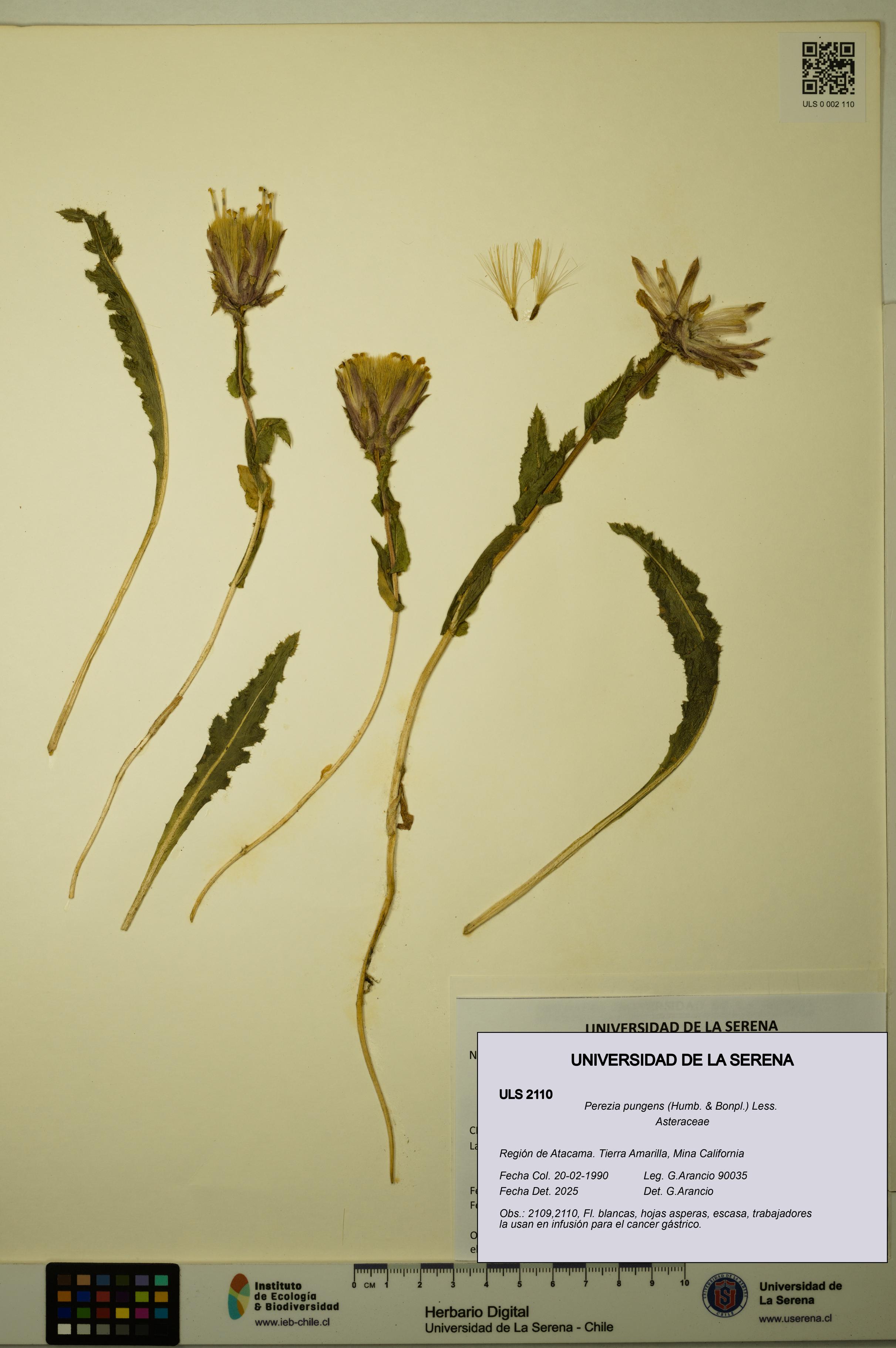 Perezia pungens [Espécimen: ULS:ULS:0002110]