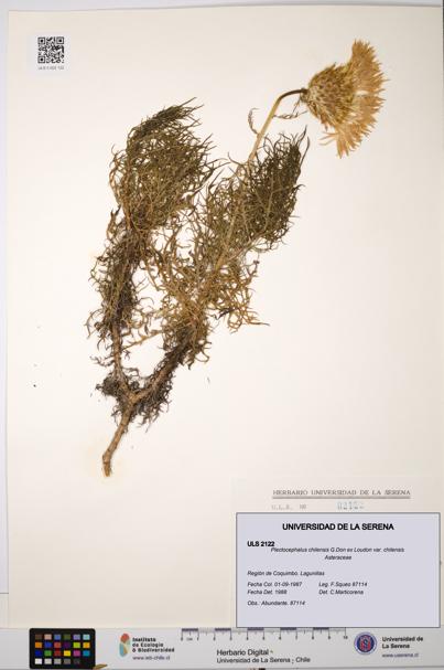 Plectocephalus chilensis var. chilensis [Espécimen: ULS:ULS:0002122]
