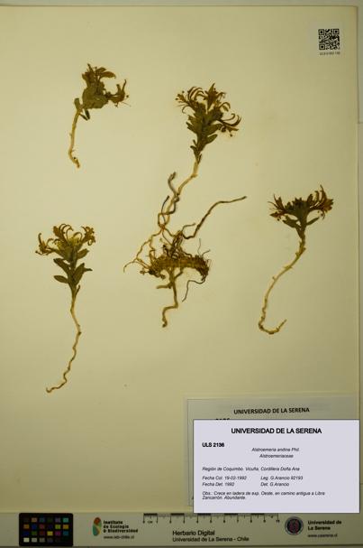 Alstroemeria andina [Espécimen: ULS:ULS:0002136]